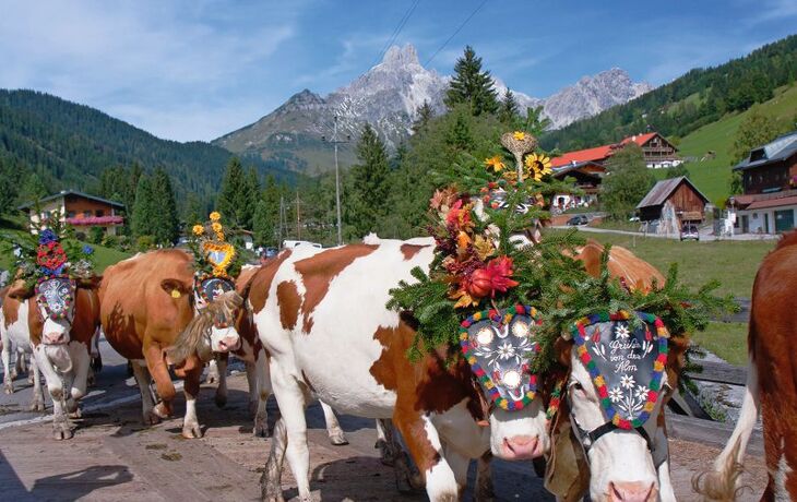 Geschmückte Kühe beim Almabtrieb in Filzmoos mit Bergen im Hintergrund.