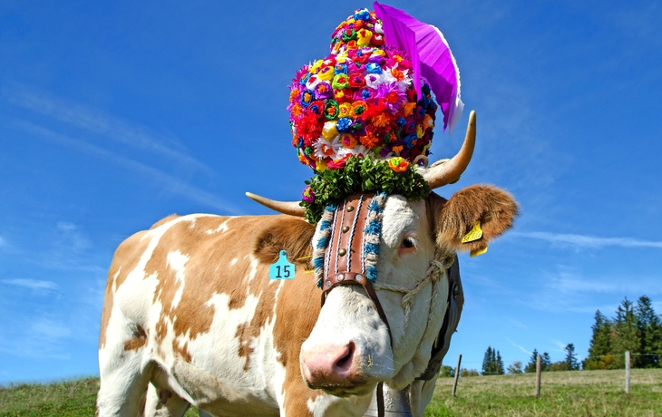Eine geschmückte Kuh mit einem farbenfrohen Blumenkopfschmuck und einer Nummer 15 auf der Weide.