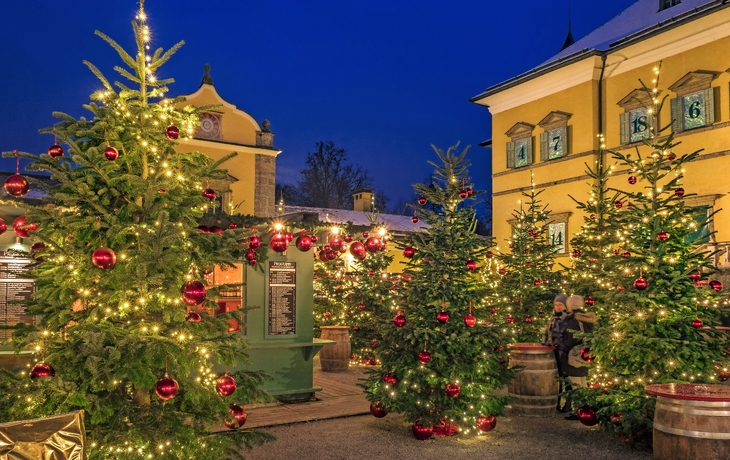 Weihnachtsmarkt mit beleuchteten Tannenbäumen und traditioneller Architektur bei Dämmerung.