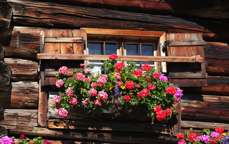 Holzhausfenster mit Blumenkasten voller bunter Geranien.