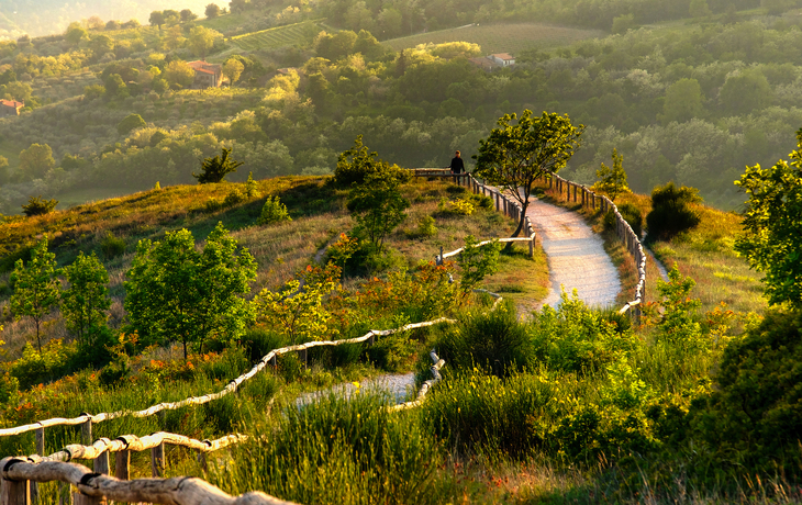Landschaft mit geschwungenem Wanderweg und Bäumen im Sonnenschein